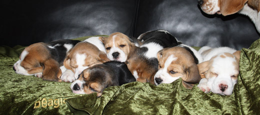 Welpen schlafen auf dem Sofa